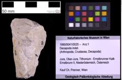 Foto (Objekt + Etiketten) von Decapoda indet. (NHMW-GEO-1990-0041-0020)